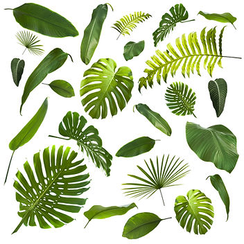Tropical Leaves Background.jpg