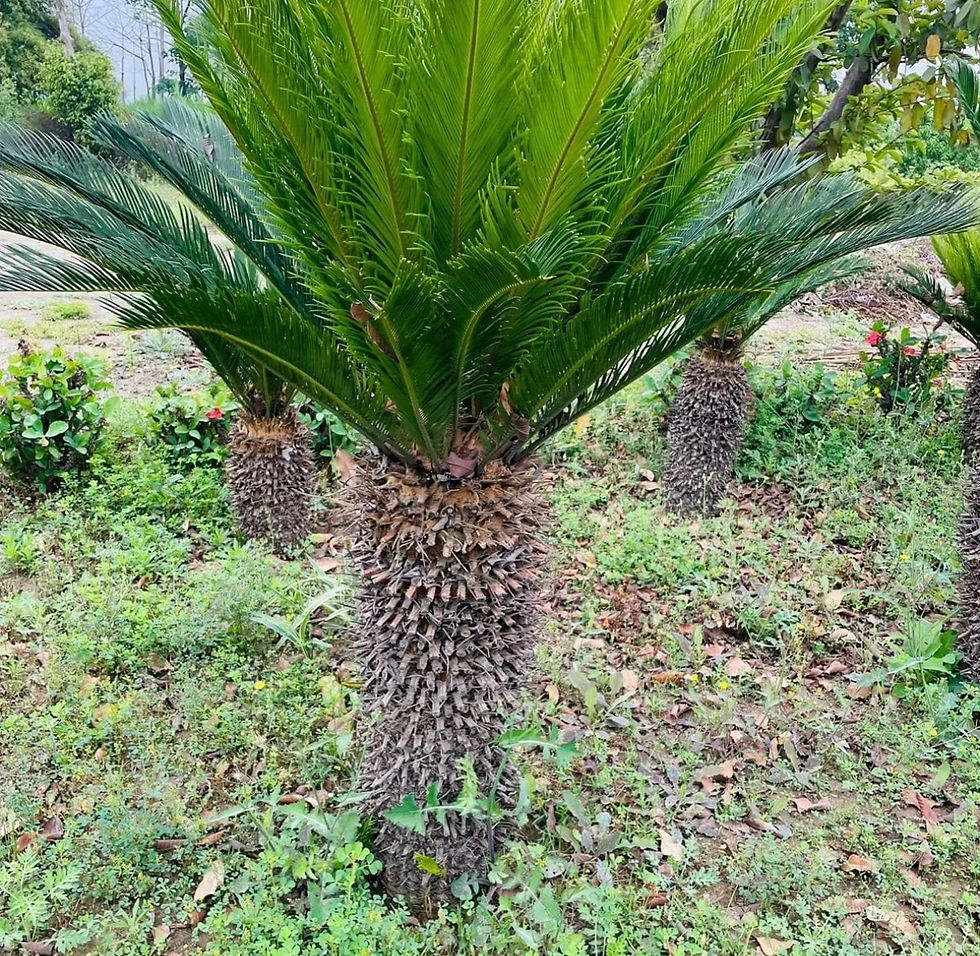 Thumbnail: Cycas revoluta – Premium Bare Root Plants
