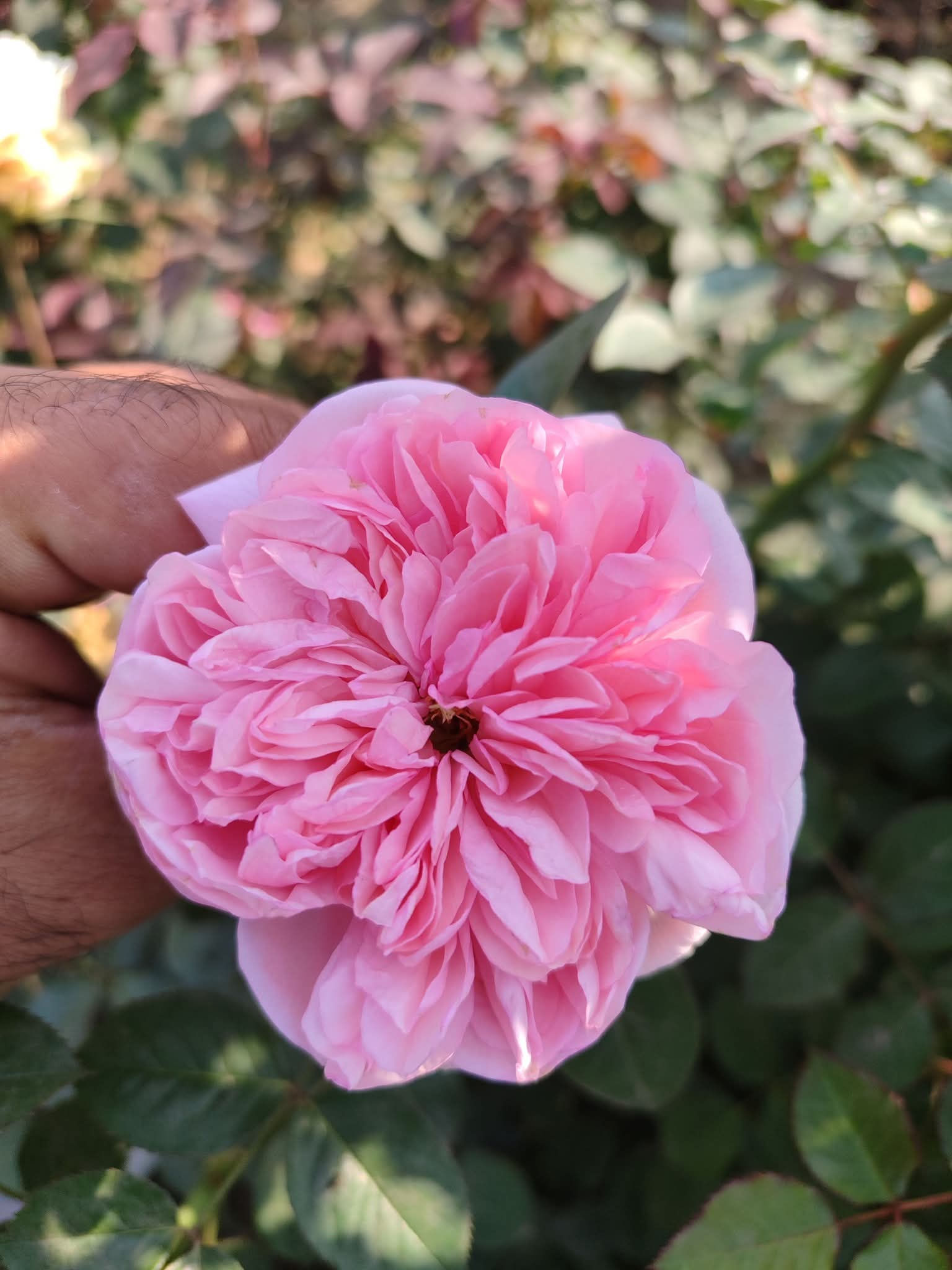 Divide Austin Roses - For export | MOQ: 500 Pieces