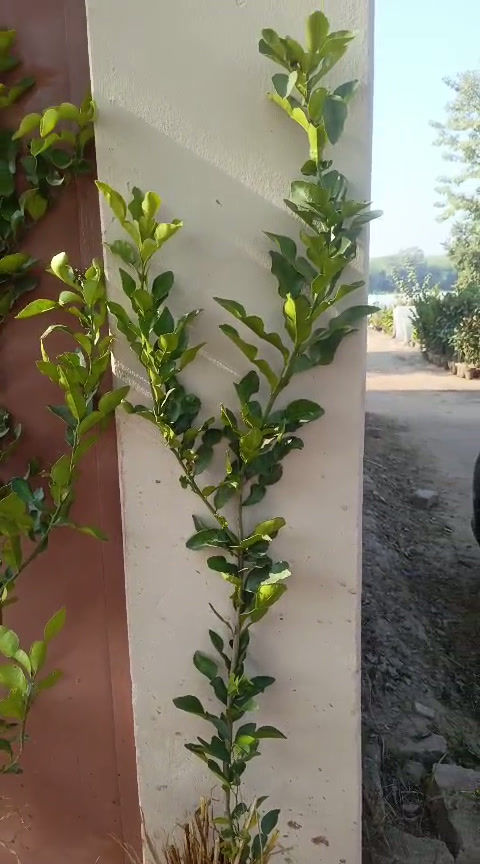 Thumbnail: Kaffir Lime (Citrus hystrix) – Premium Bare Root Plants