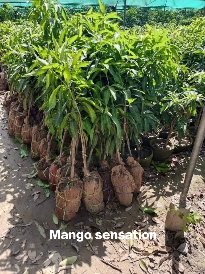 Thumbnail: Pakistani Sensation Mango tree | MOQ: 350 Pieces 