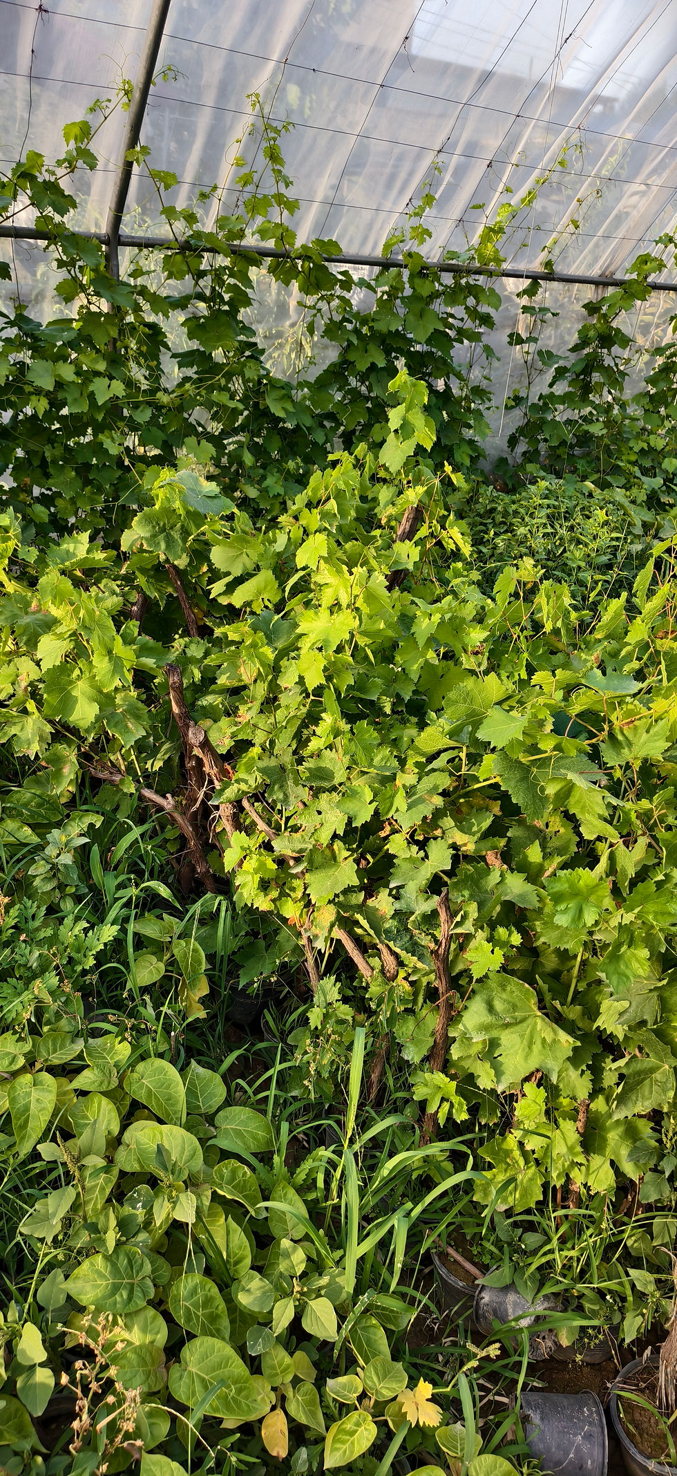Thumbnail: Sunderkhani Grapes Plants ( bare Rooted) | MOQ : 300 Pieces 