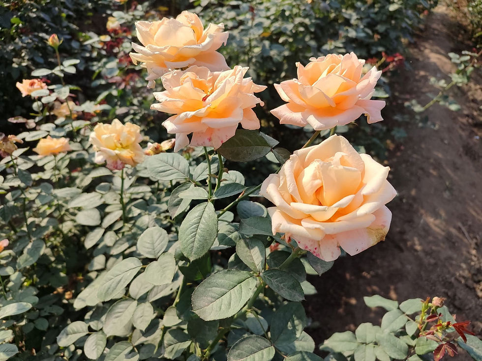 Thumbnail: Divide Austin Roses - For export | MOQ: 500 Pieces 
