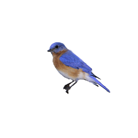 giphy-2.gif