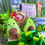 Miniatura: Peluche Aguacatico