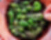 Padron Peppers - Pimento de Padron