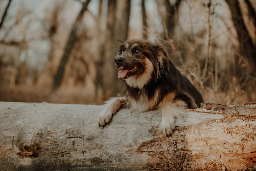 German Shepard playing