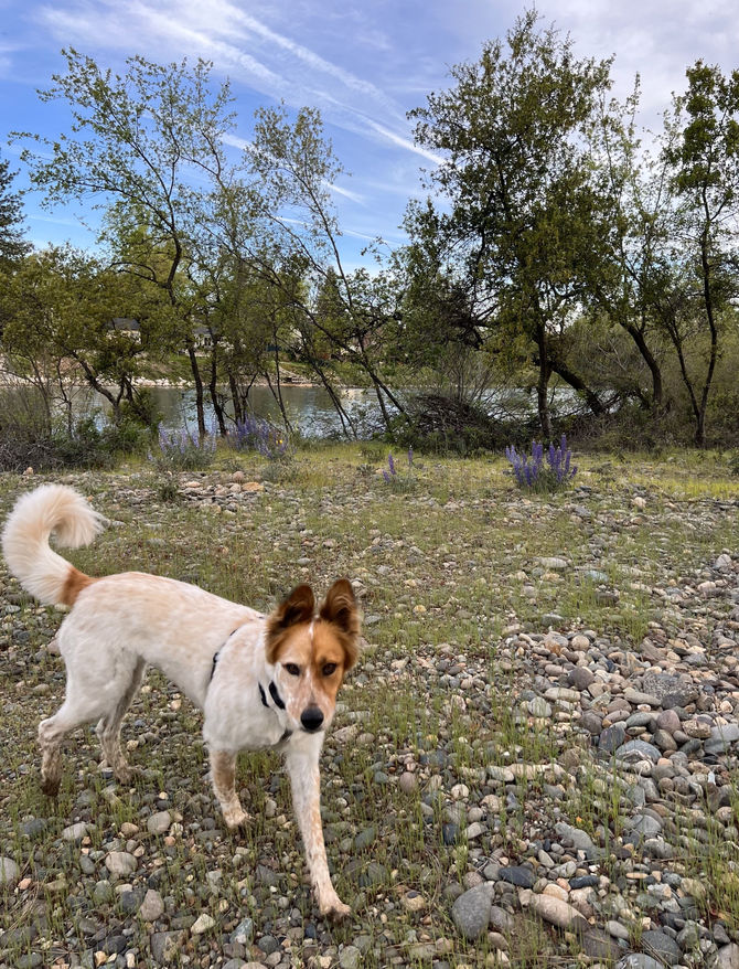 Oftentimes the Rescued Rescue Us: Turning a New Leaf