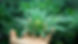 stock-cannabis-31-shutter.jpg