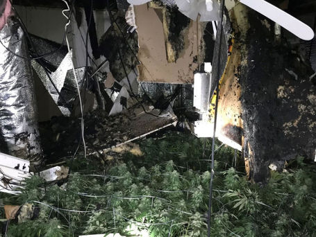 Your Cannabis Business Might Not Survive Without P&C Insurance