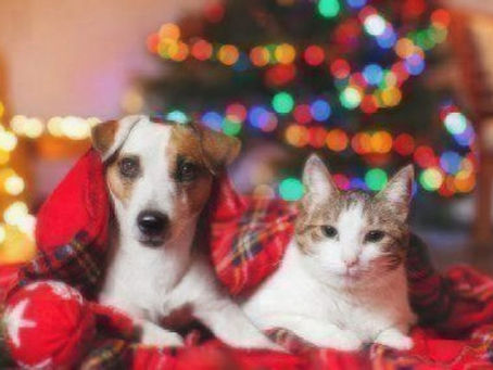 Why Are the Holidays So Hard While Grieving a Pet?