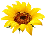 SUNFLOWER.png