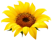 SUNFLOWER.png