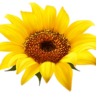 SUNFLOWER.png