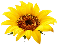 SUNFLOWER.png
