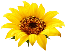 SUNFLOWER.png