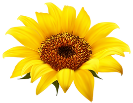 SUNFLOWER.png