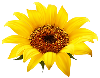 SUNFLOWER.png