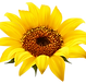 SUNFLOWER.png