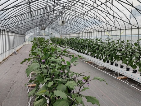 収量アップとコスト削減を両立!データに基づくなす栽培の新常識「日射比例かん水」導入ガイド