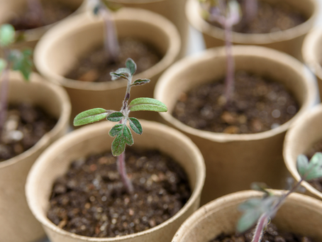 Compostable Polymers: The Future of Sustainable Packaging