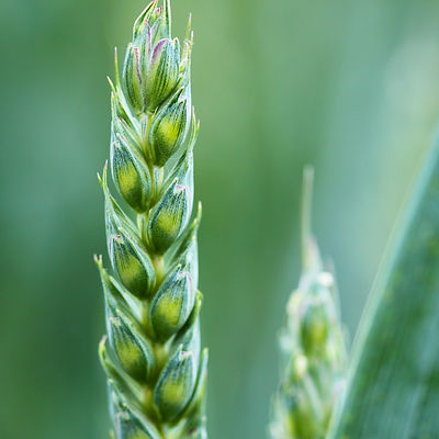 agriculture-2229_1920_edited.jpg
