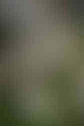 Bridal portraits in Vancouver cherry blossoms