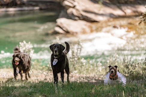 Three dogs on the grass during an outdoor wedding at one of the scenic Cochrane wedding venues, with one chasing its tail, one standing alert, and one lying down.