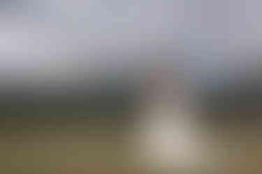 couple kissing in a field with the mountains behind