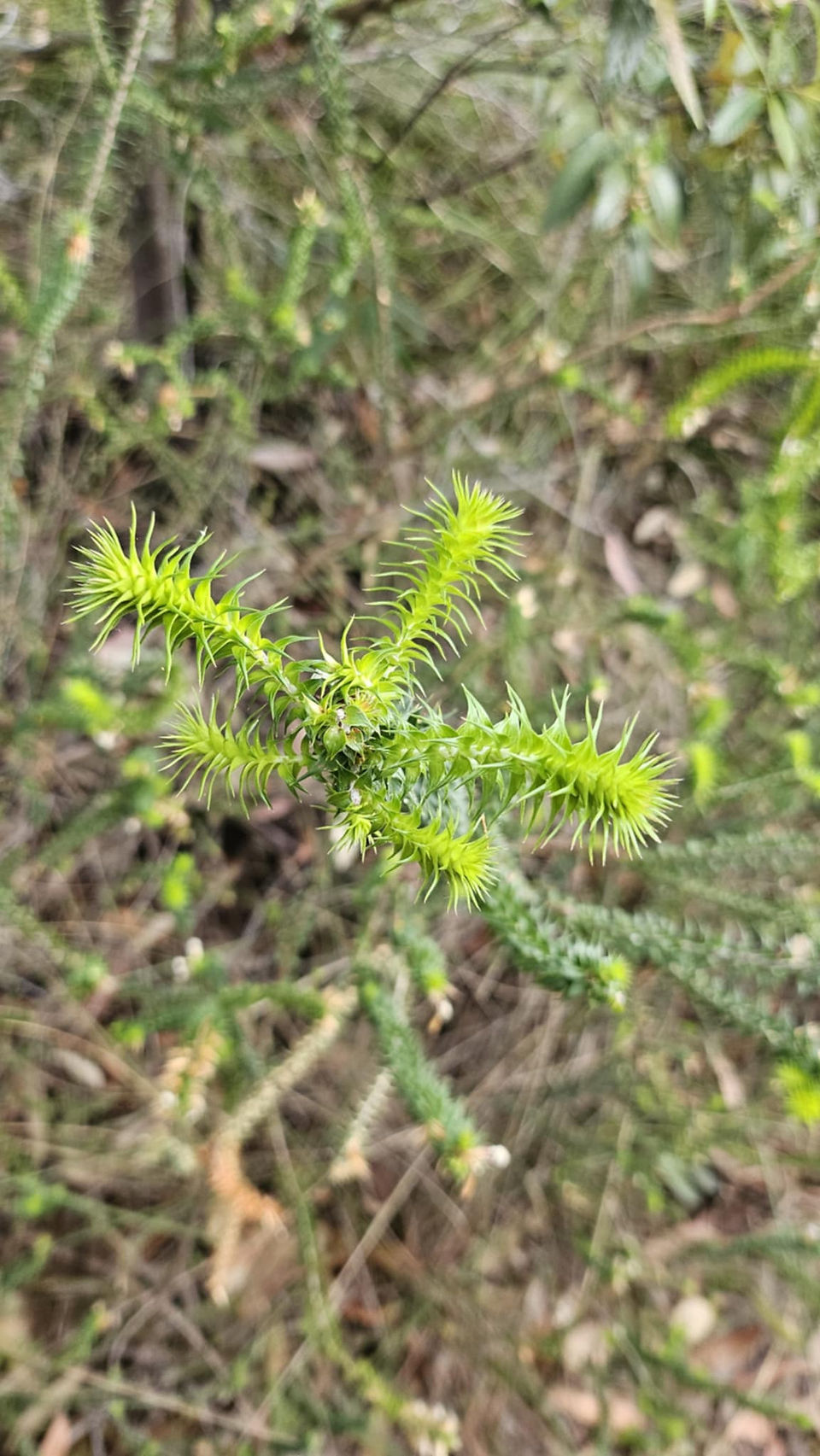 green spiky shrub