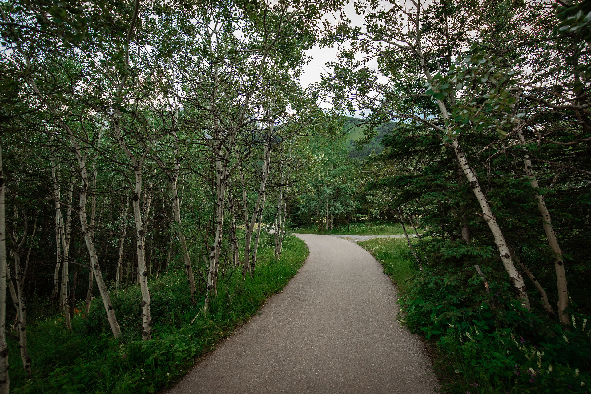 Beautiful pathway lined with trees.