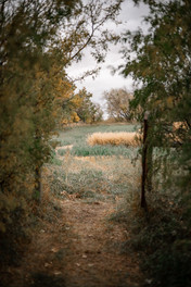 Rustic Strathmore wedding venue pathway surrounded by soft autumn trees and open fields, creating a peaceful countryside backdrop for romantic farm wedding portraits.