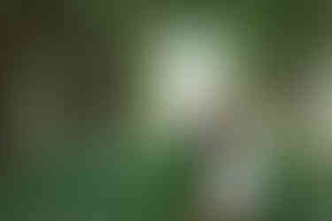 Bride and groom sharing a kiss beneath trees on a lush green path lined with wildflowers, with blurred trees and a house in the background at one of the scenic Southern Alberta Wedding Venues.
