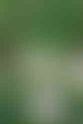 Bride standing alone beneath a tunnel of trees, her long veil flowing behind her as she holds a bouquet on a lush green path lined with wildflowers at one of the stunning Southern Alberta Wedding Venues.