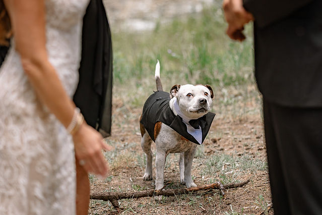 Close-up of a dog dressed in a tuxedo standing between the bride and groom during an outdoor wedding ceremony at one of the scenic Cochrane wedding venues.