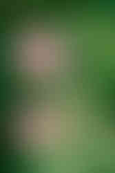 alberta wild rose flower