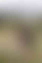 Bride and groom standing together during an outdoor side by side in a meadow on their Crowsnest Pass wedding day