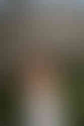 Bride in the Cherry blossoms