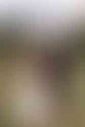 Bride and groom seen from behind standing together in a meadow in Crowsnest Pass with mountain views on their Crowsnest Pass wedding day