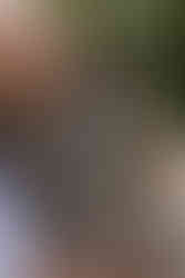 Close up of one of the wedding dogs