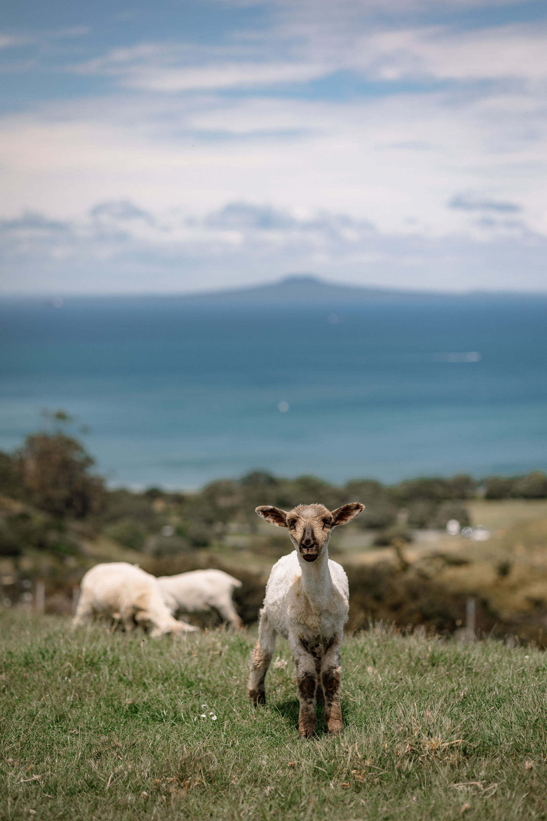 Sheep in New Zealand 