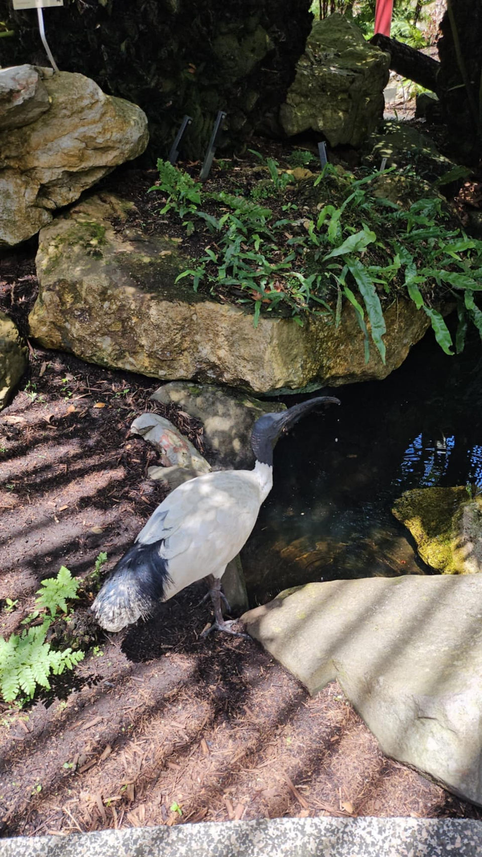 Australian white Ibis