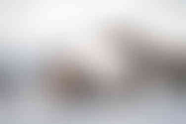 Bride and groom walking in front of a rock horse