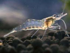 GhostShrimp.jpeg