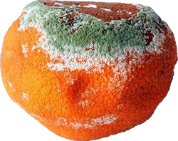 16x20inch inkjet print mounted on wood o