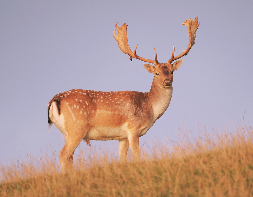 deer.png