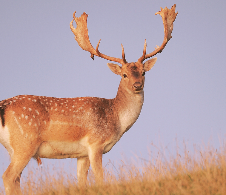 deer.png