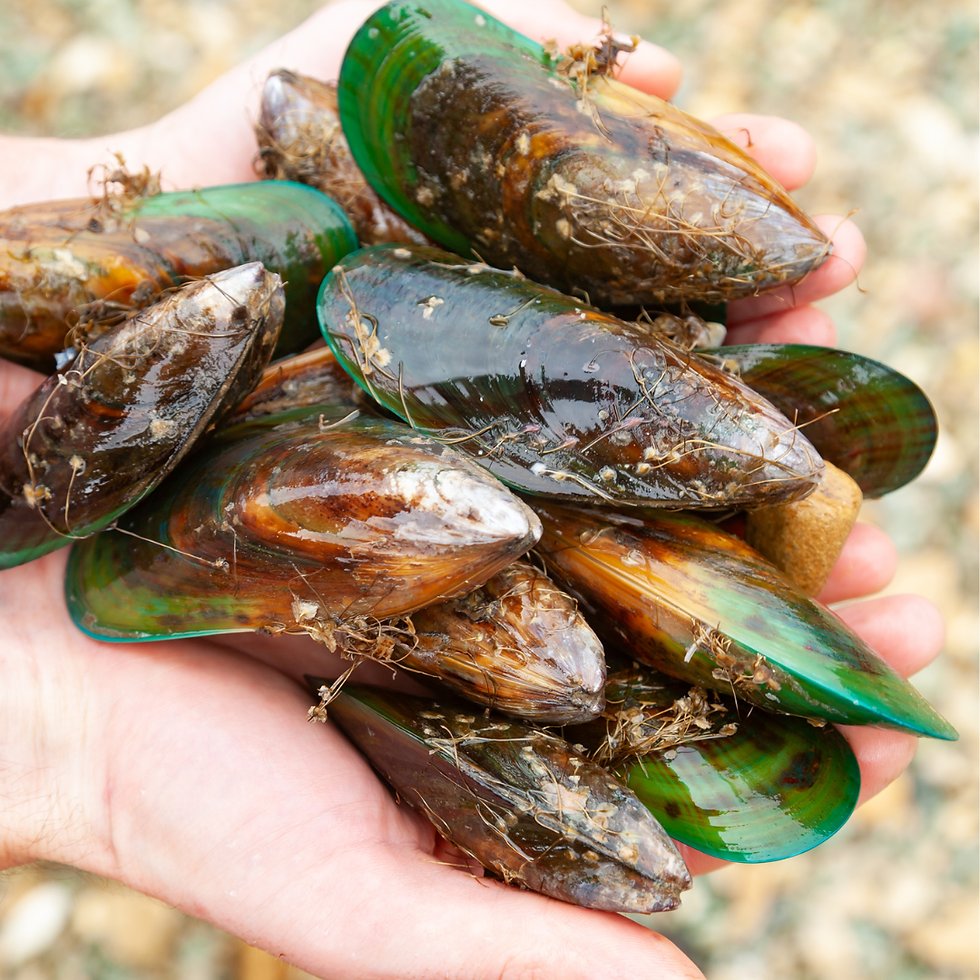 Mussels.png