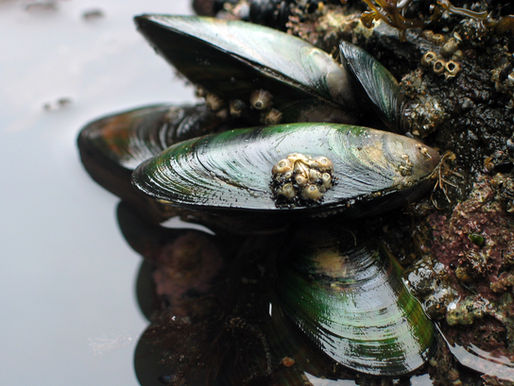 Green-lipped Mussel and its benefits