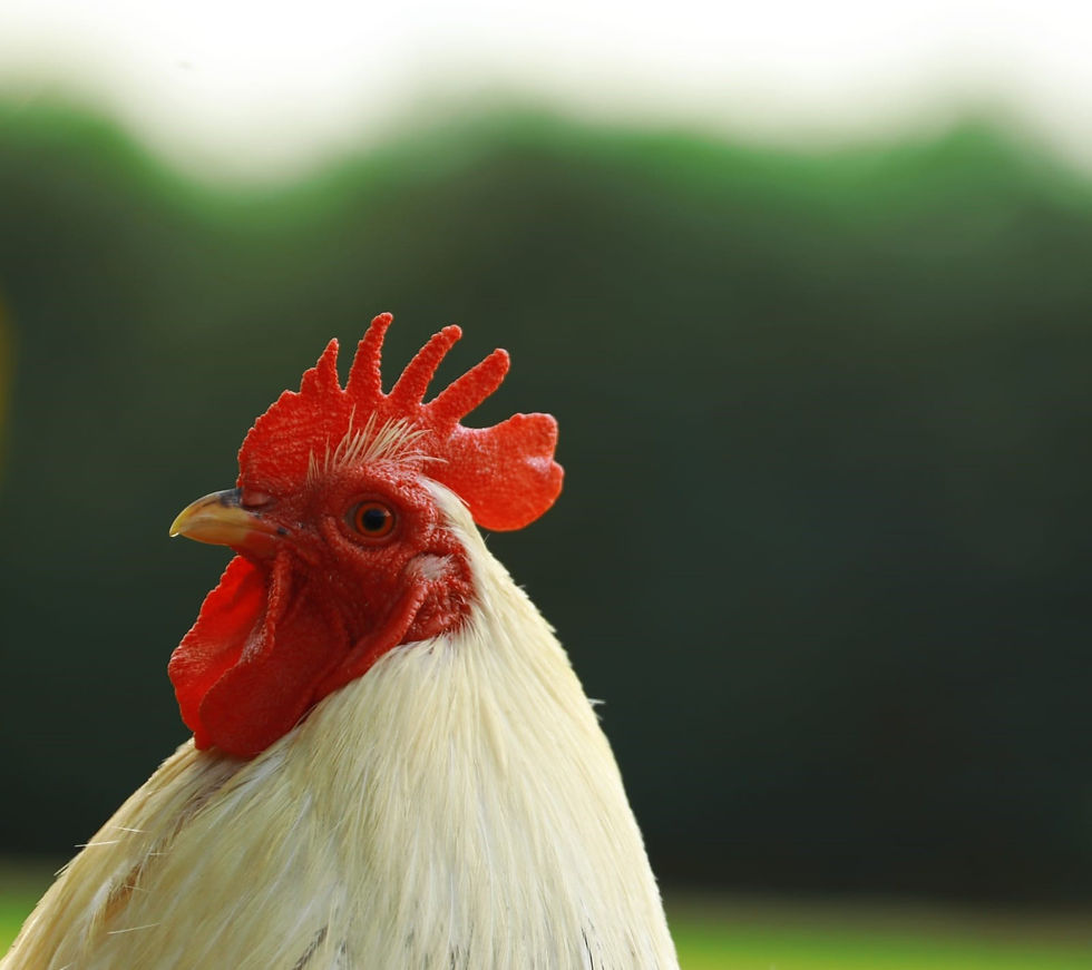 chook